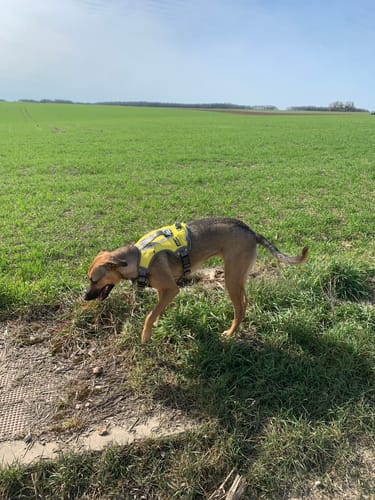Customer photo review of FIDA No Pull Harness