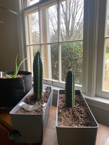 Customer photo review of Trichocereus Pachanoi Cuttings | San Pedro Cactus Cuttings