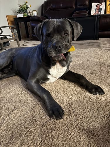 Customer photo review of Mix Flavored Chews ( a Pack of 6 Sticks )