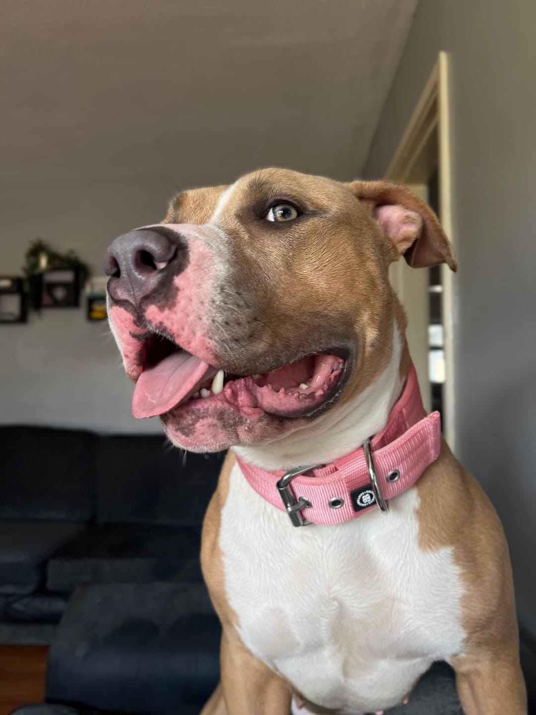 Customer photo review of 5cm Pin Buckle Collar | NO Handle - Pink