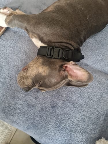 Customer photo review of Collier Tactique pour Chien - TactiK9: Robuste et Pratique