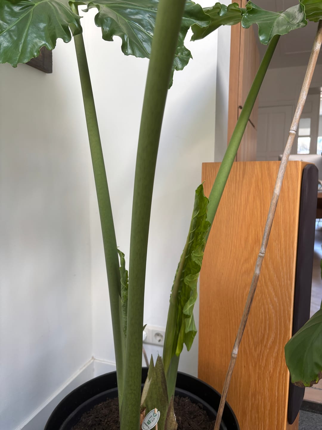 Customer photo review of Alocasia Mix