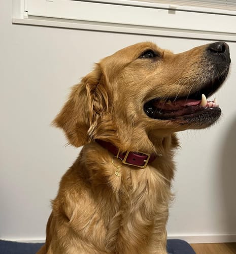 Customer photo review of Biothane Martingale Dog Collar