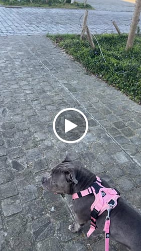 Customer video review of Anti Pull Harness | With Handle & Lighter | Hurricane Harness - Pink