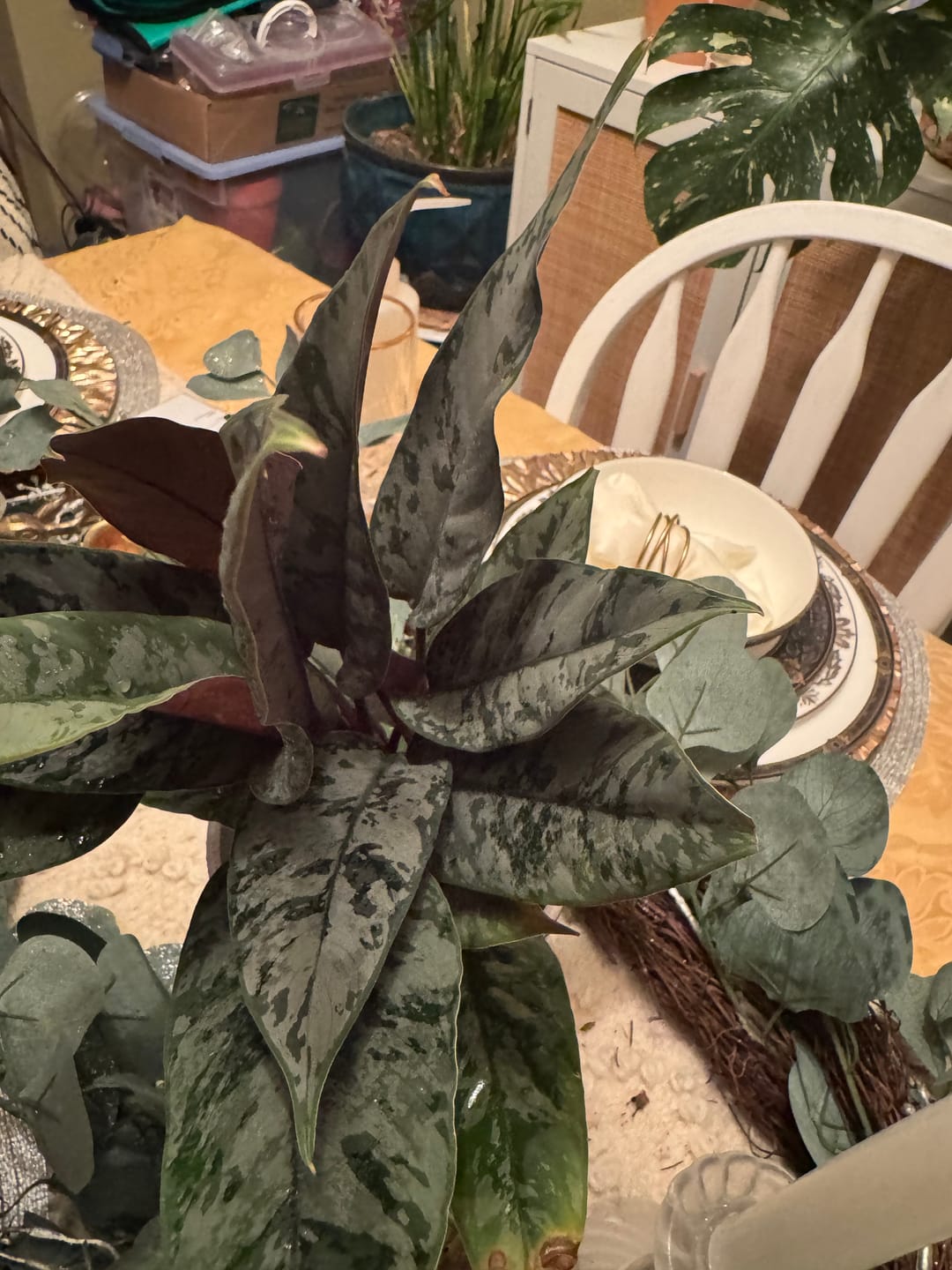 Customer photo review of Apoballis acuminatissima 'Lavallaei'