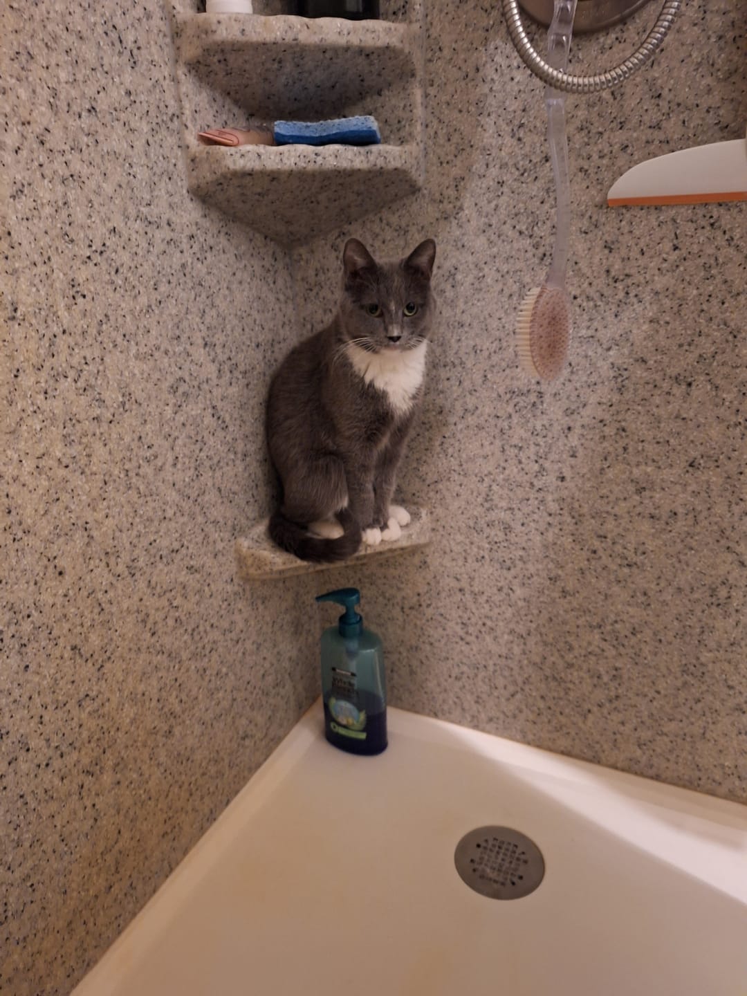 Customer photo review of Cat Allergy Relief & Immune Support Remedy
