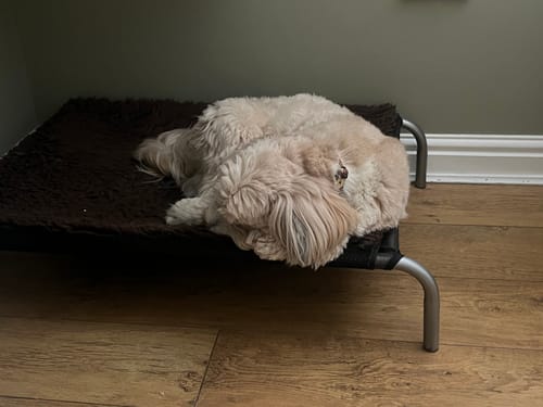 Customer photo review of HiK9 Bed with Chocolate Mesh Cover
