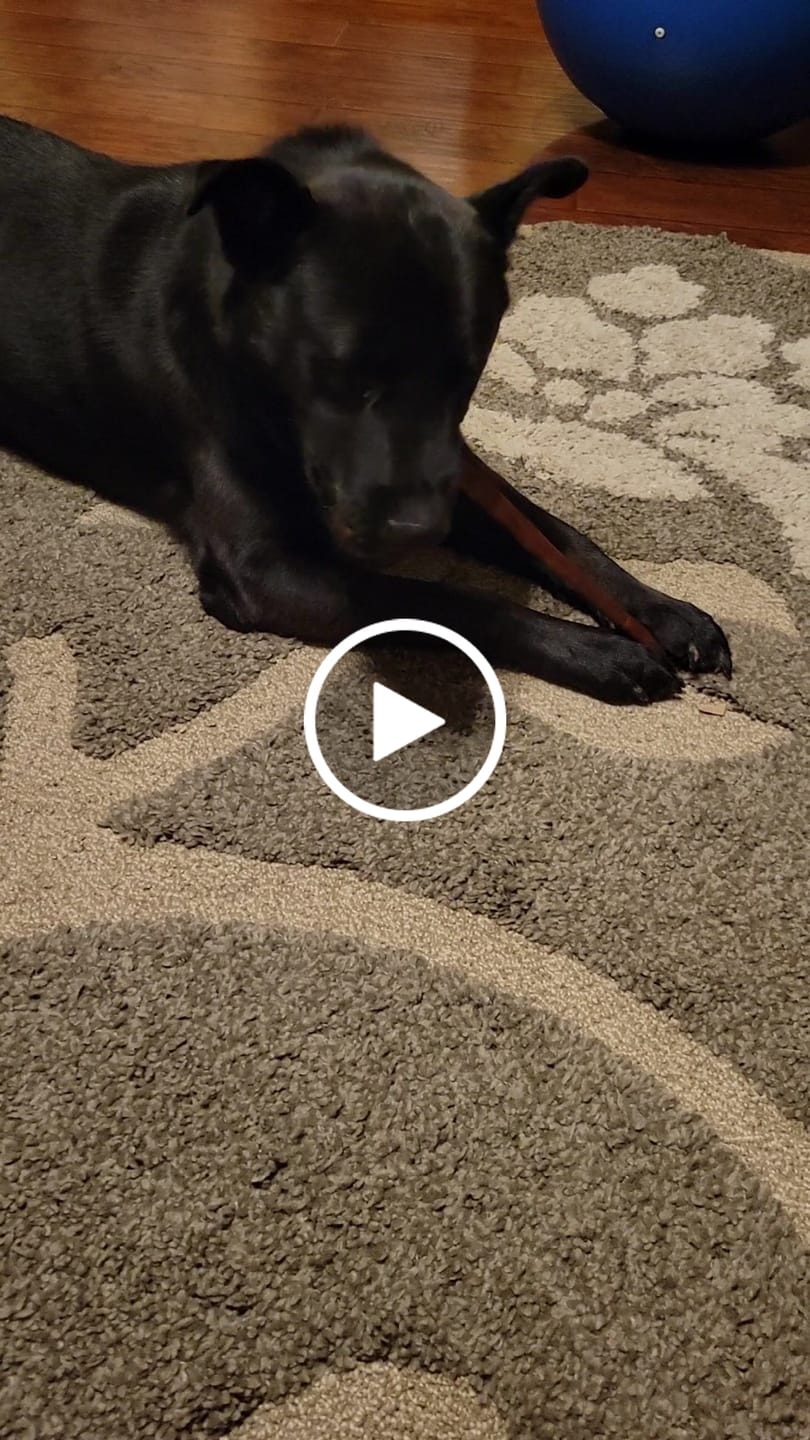 Customer video review of 6-Inch Beef Collagen Sticks