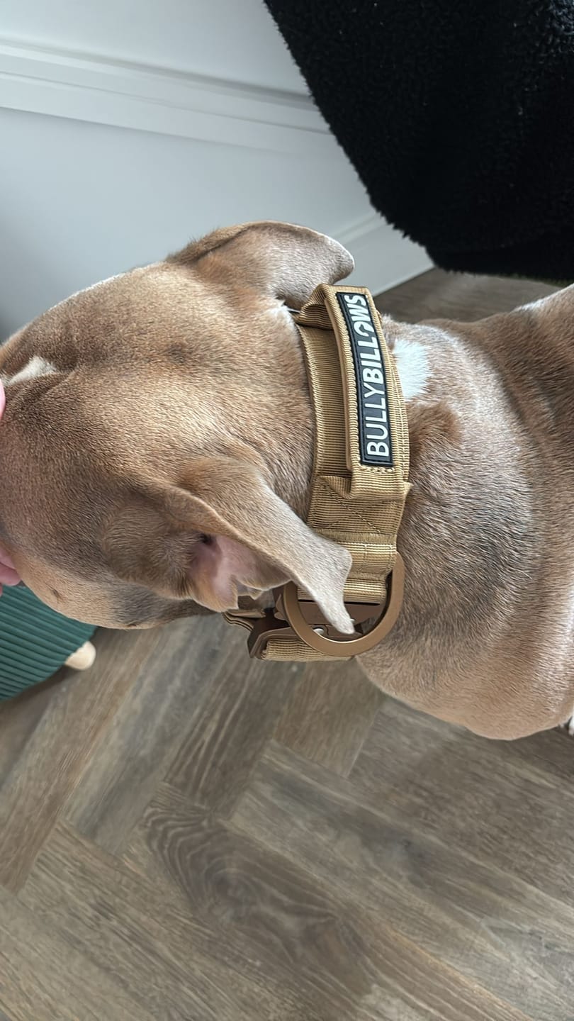 Customer photo review of 5cm Lighter Combat® Collar | With Handle Secure Clip - Tan x Tan