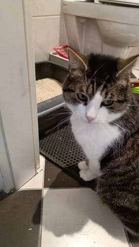 Customer photo review of Naturreines Katzenstreu