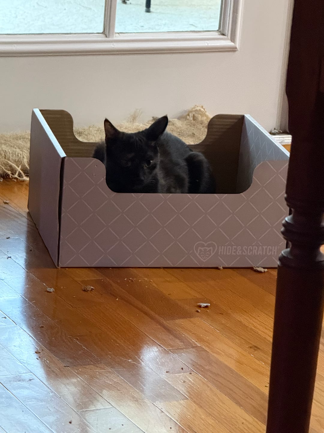 Customer photo review of Hide & Scratch Extra-Large Cat Scratcher Box