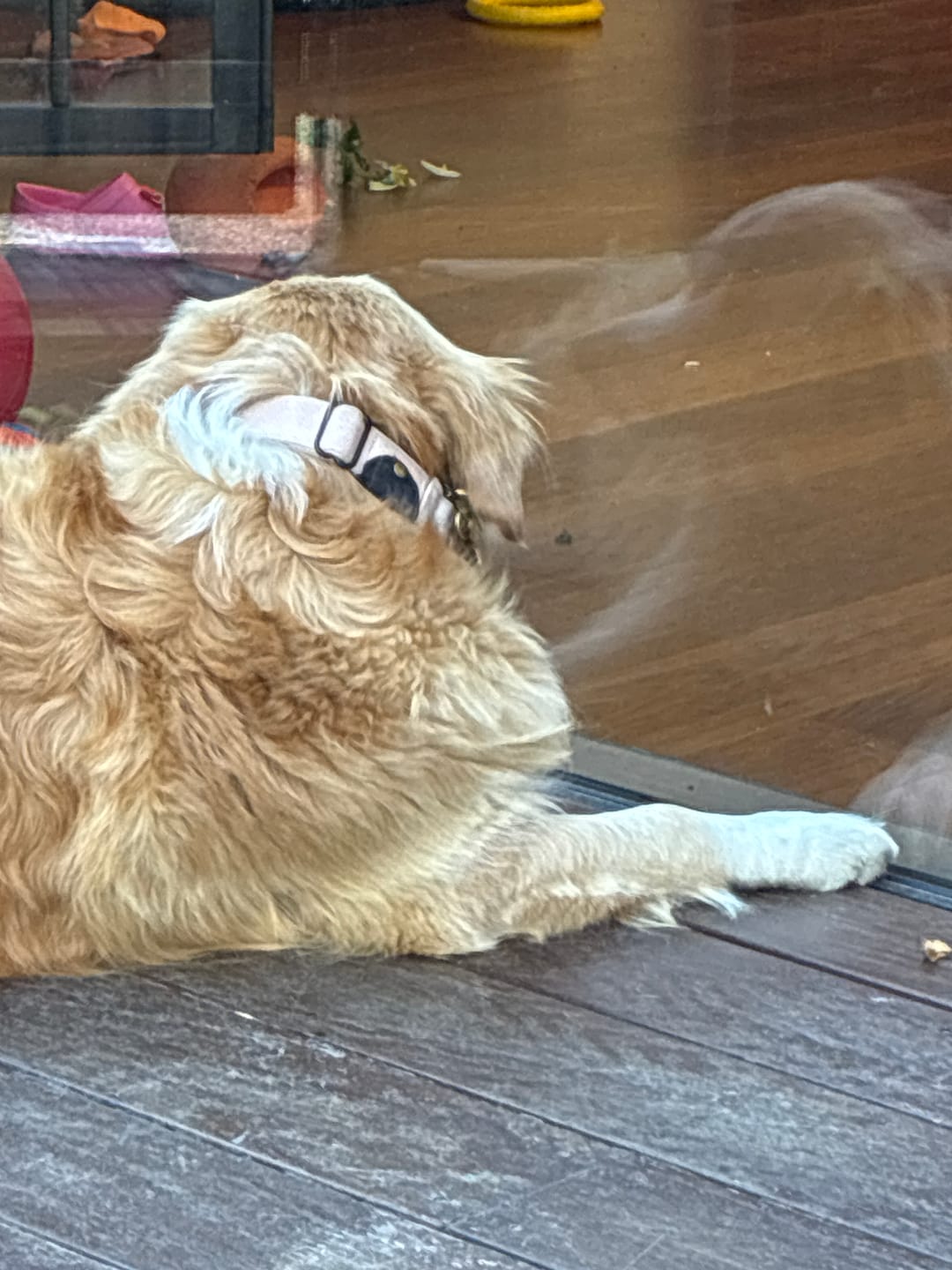Customer photo review of Keepaws™ Tactical AirTag Collar