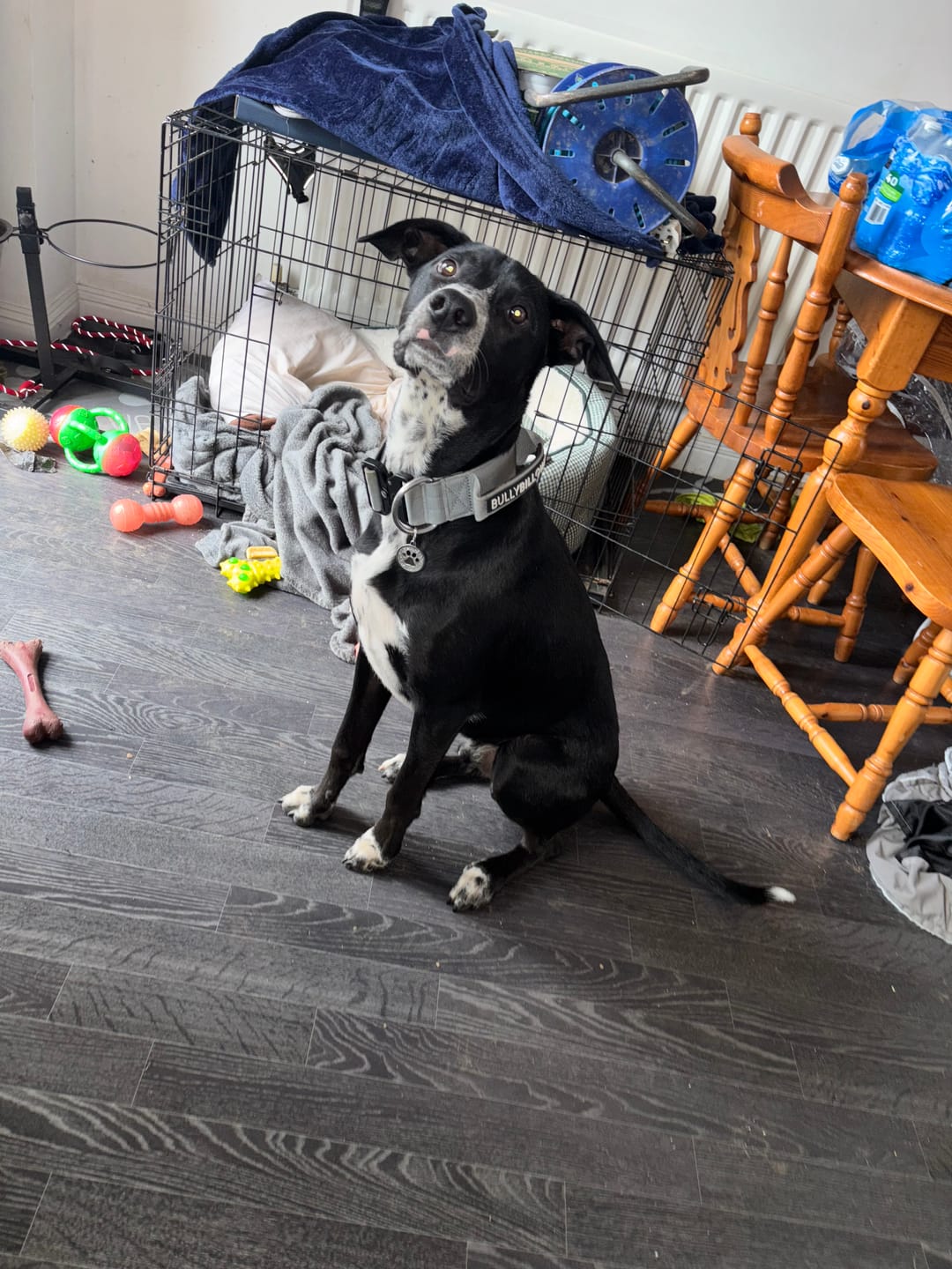 Customer photo review of 5cm Combat® Collar | With Handle & Secure Clip - Metal Grey