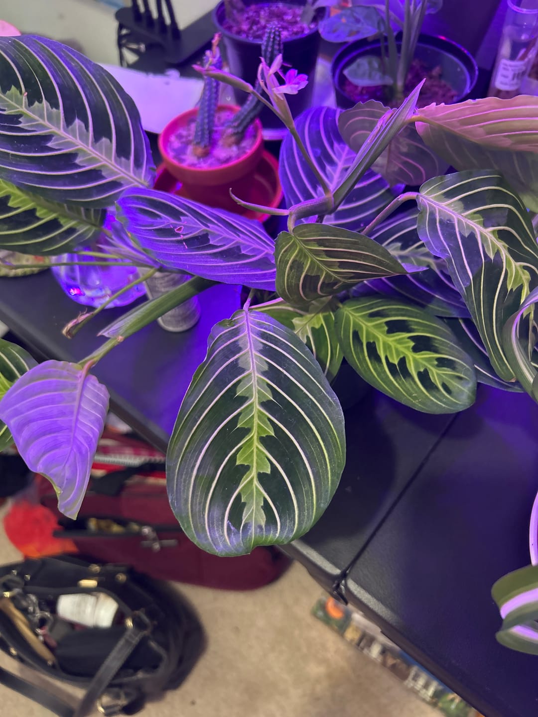 Customer photo review of Maranta leuconeura "Lemon Maranta"