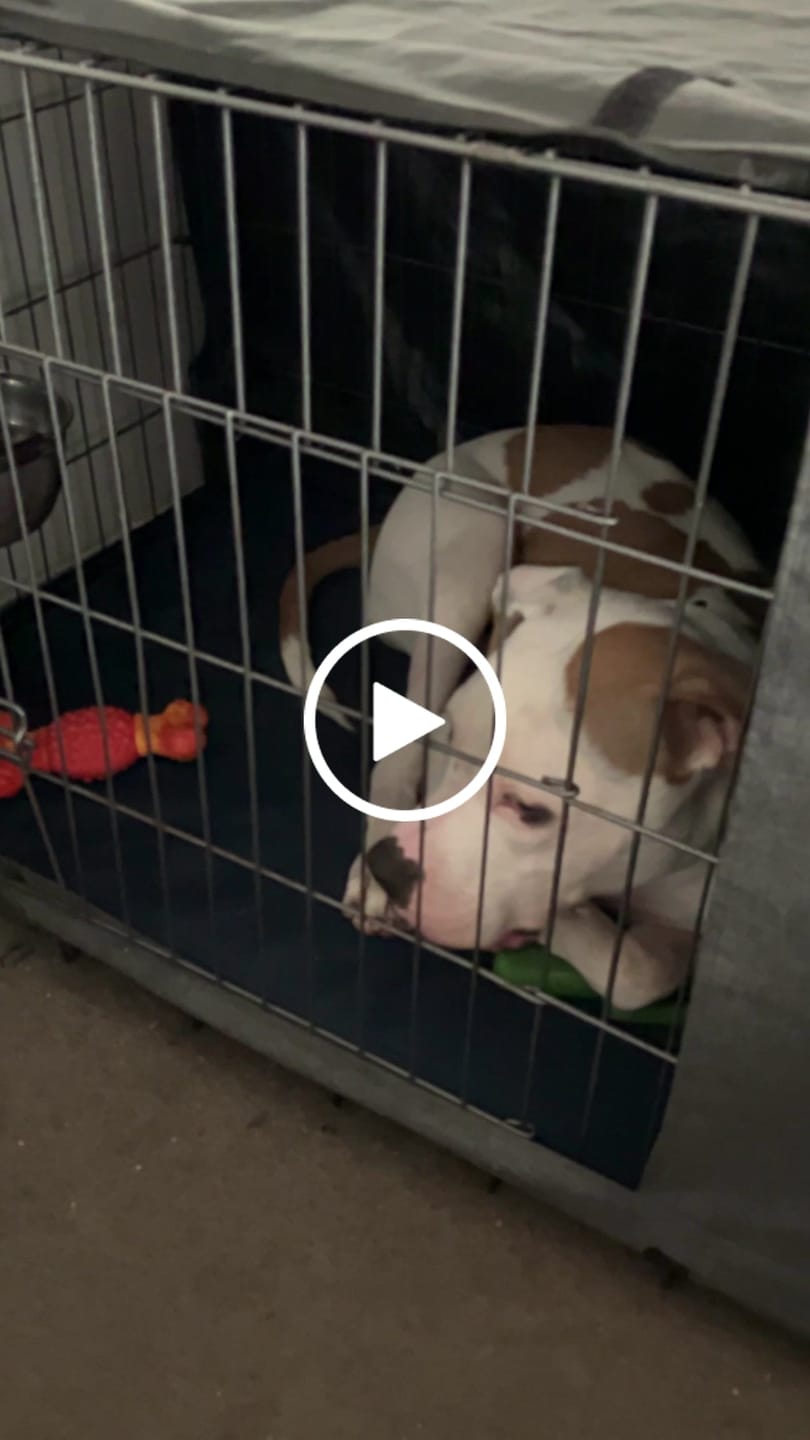 Customer video review of Kangaroo Dog Crate Mat
