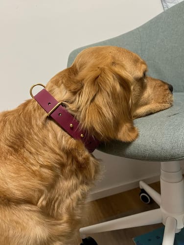 Customer photo review of Adjustable Biothane Quick Release Dog Collar