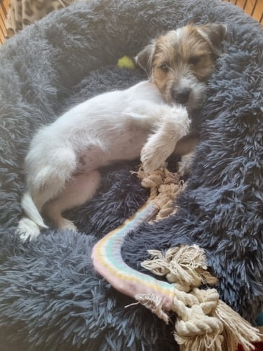 Customer photo review of Puppery Hundebett Wolke 7 - Das Original