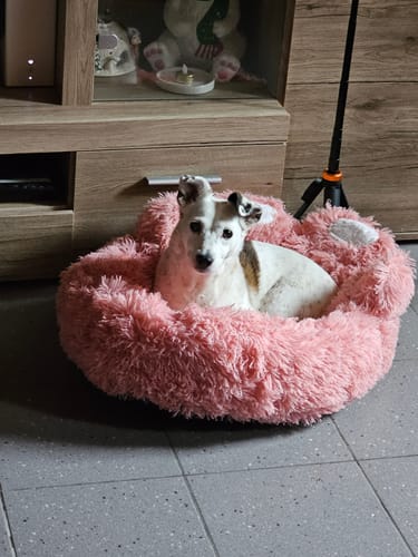 Customer photo review of Pawfect Hundesofa