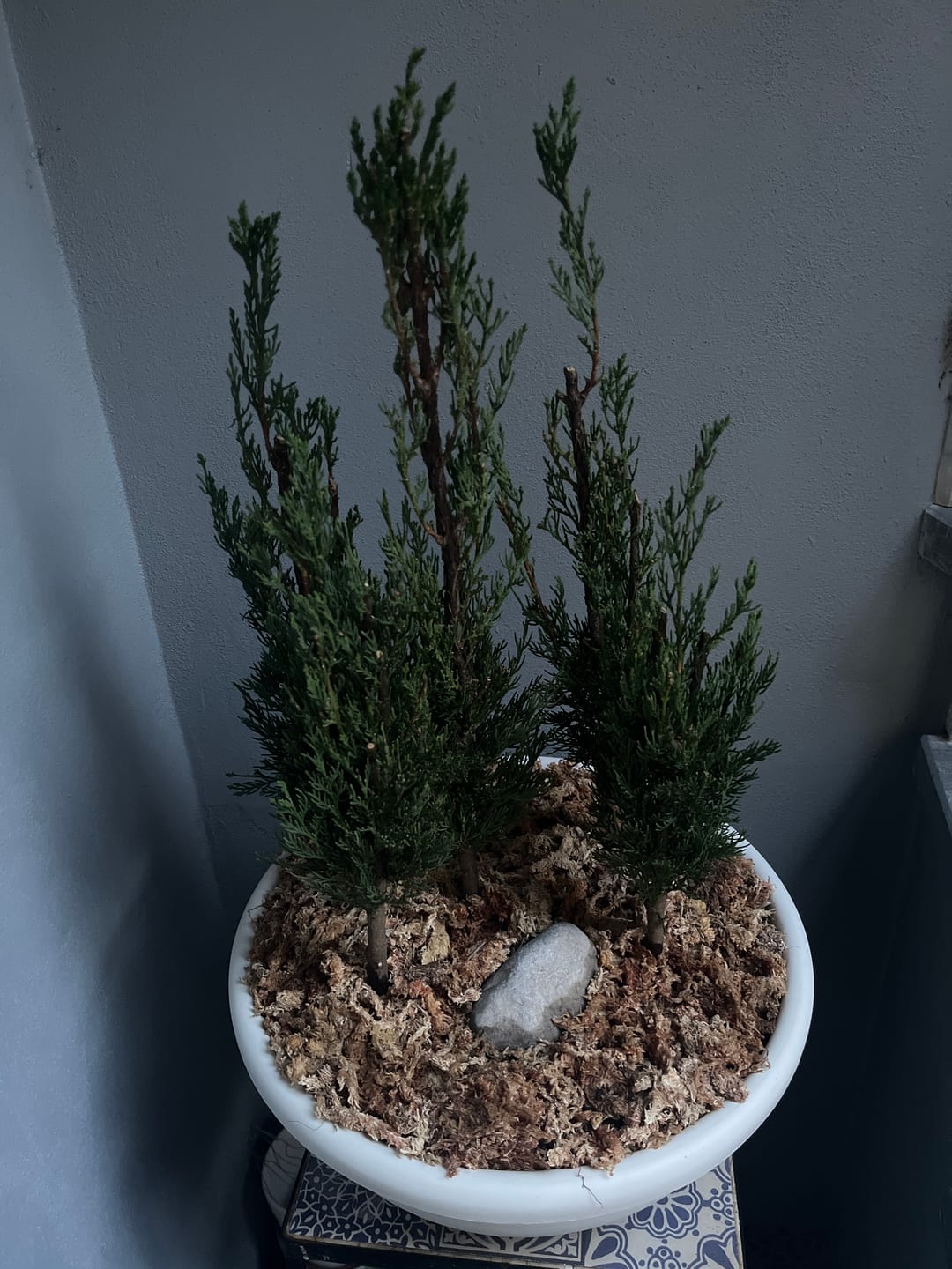 Customer photo review of TIGER CB® (substrato premium ad alte prestazioni)