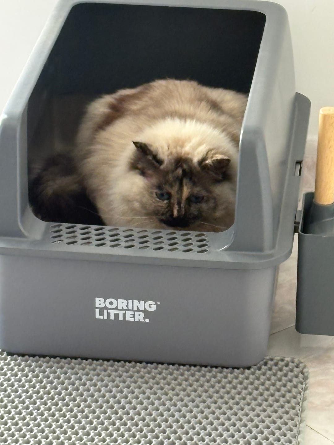 Customer photo review of BORING LITTER - Lettiera in Acciaio INOX