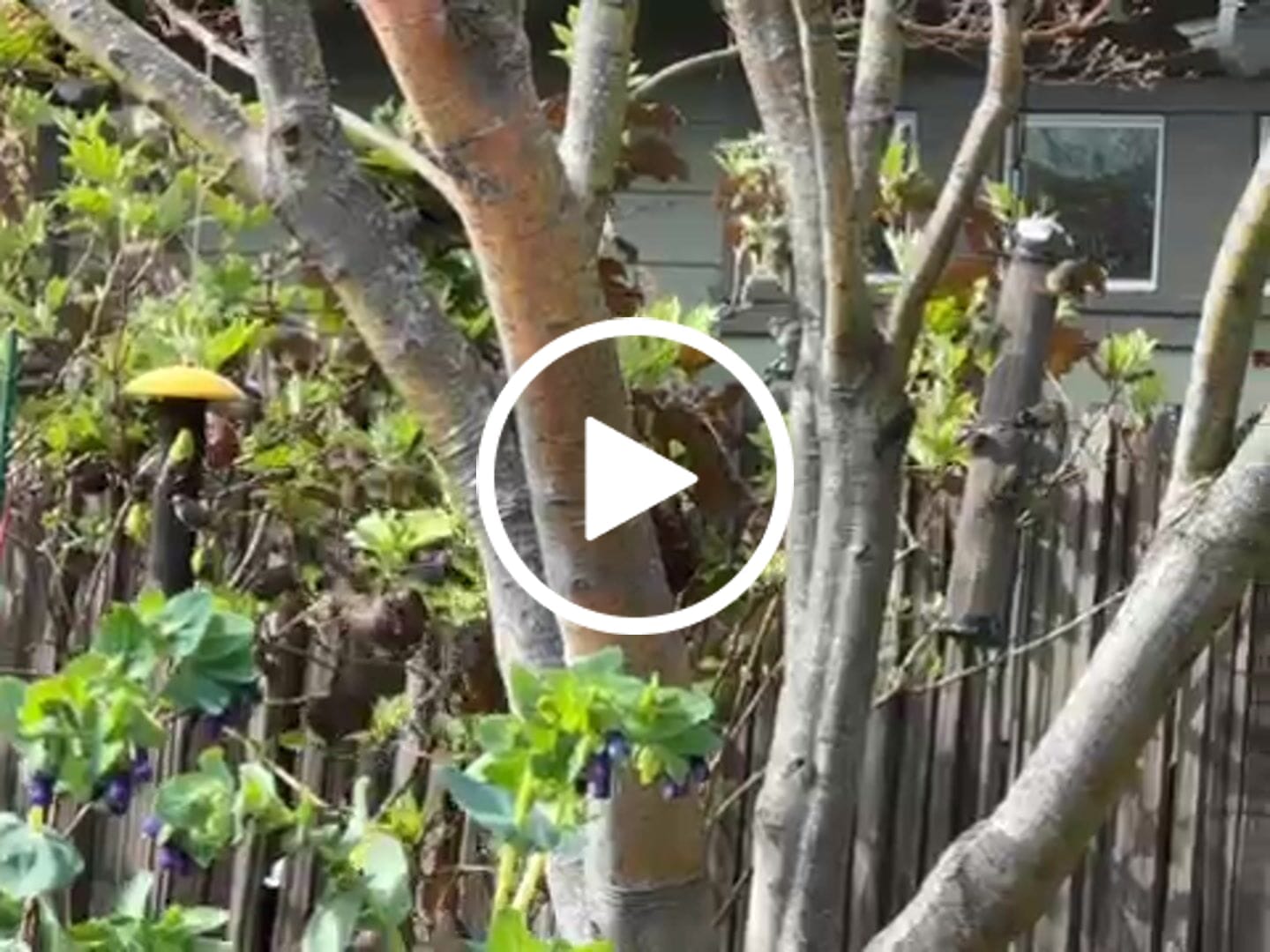 Customer video review of Thistle Birdseed (Nyger)