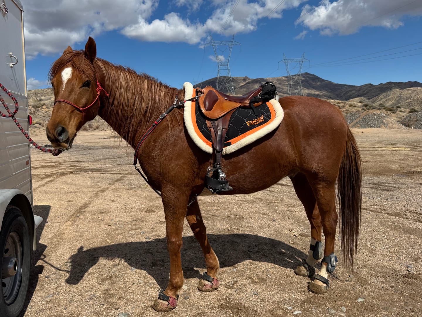 Customer photo review of Archer Equine Saddle Pad - Hidalgo Model