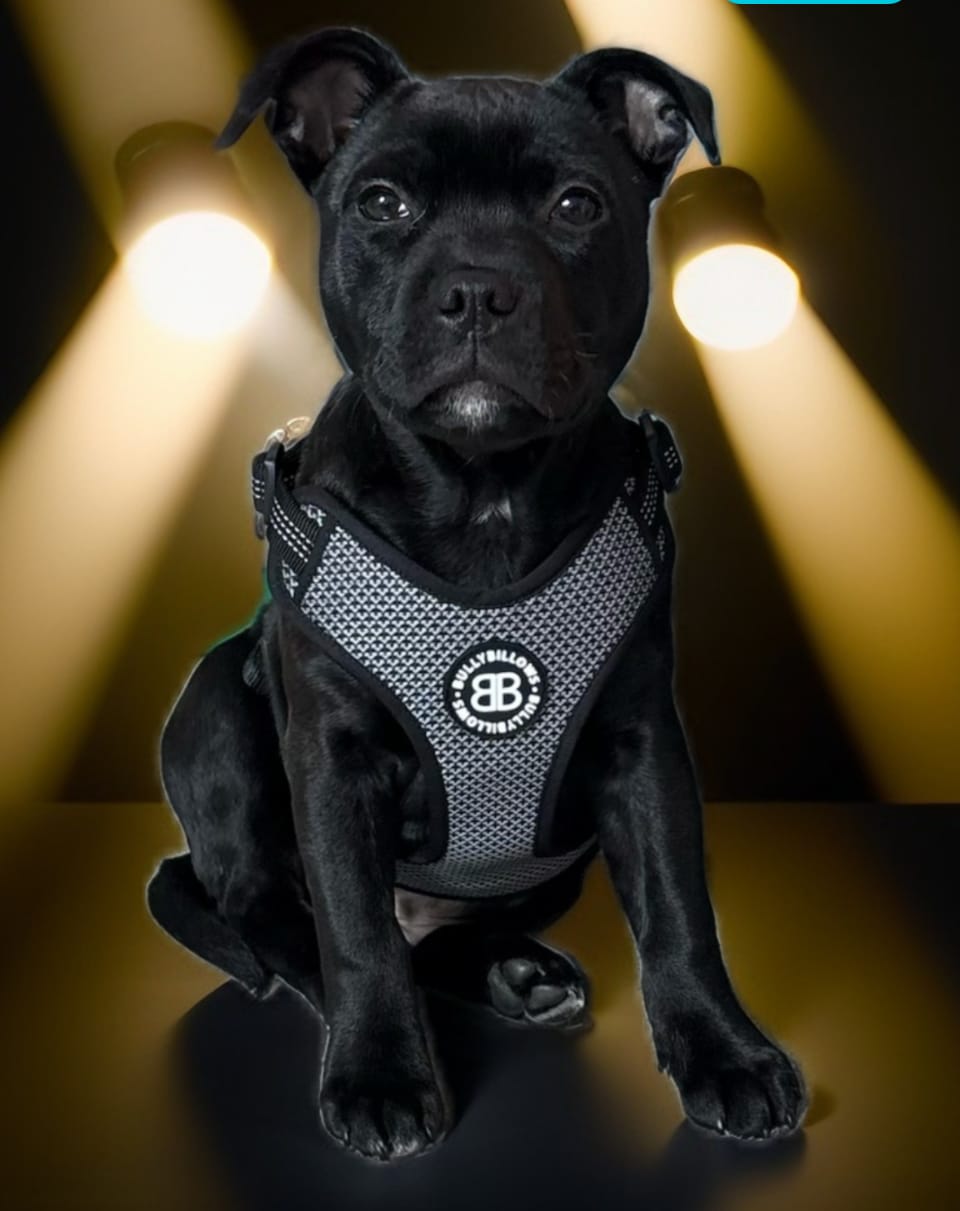 Customer photo review of Active Harness | With Handle & Reflective - Black
