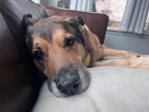 Customer photo review of Petsmont Buddy Guard Large Dog