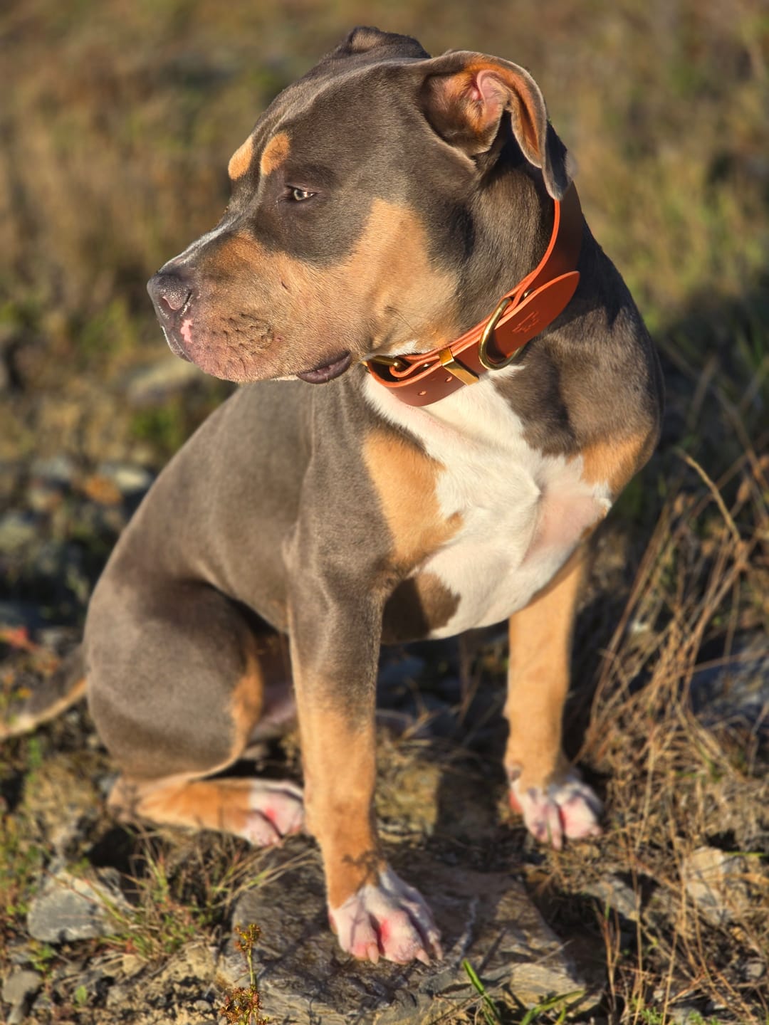Customer photo review of Classic Buckle Leather Dog Collar - Custom Sized