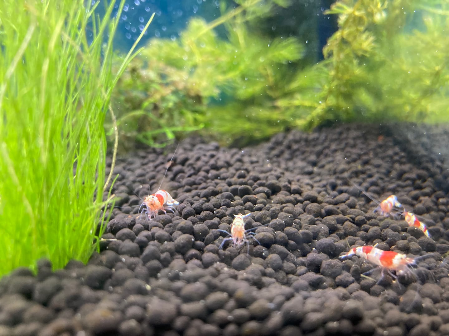 Customer photo review of Crystal Red Shrimp