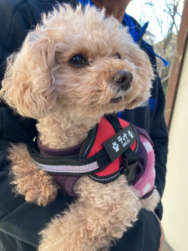 Customer photo review of FunFunPet 高機能ハーネス（お名前タグ作成サービス付き）