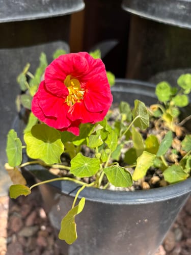 Customer photo review of Cherry Rose Jewel Nasturtium Seeds