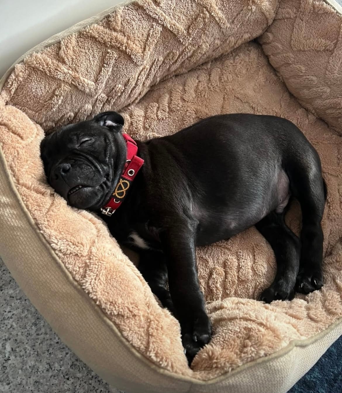 Customer photo review of Staffordshire Bull Terrier 1935® Puppy Collar & Leash Set - Burgundy