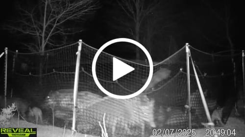 Customer video review of Pig Brig Trap System