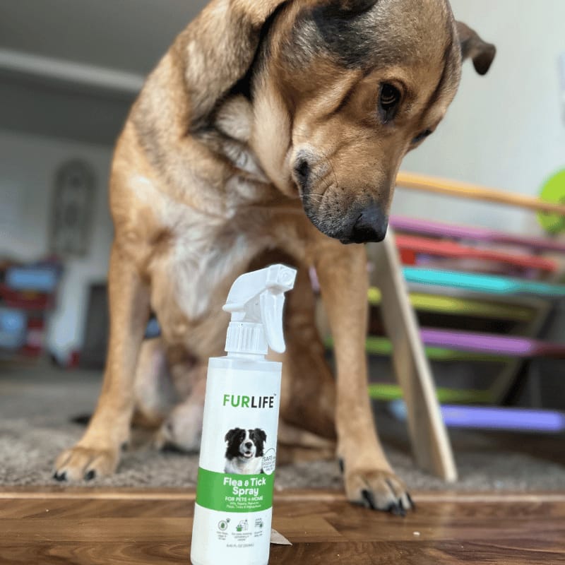 Customer photo review of FurLife™ - Flea & Tick Spray for Dogs and Cats