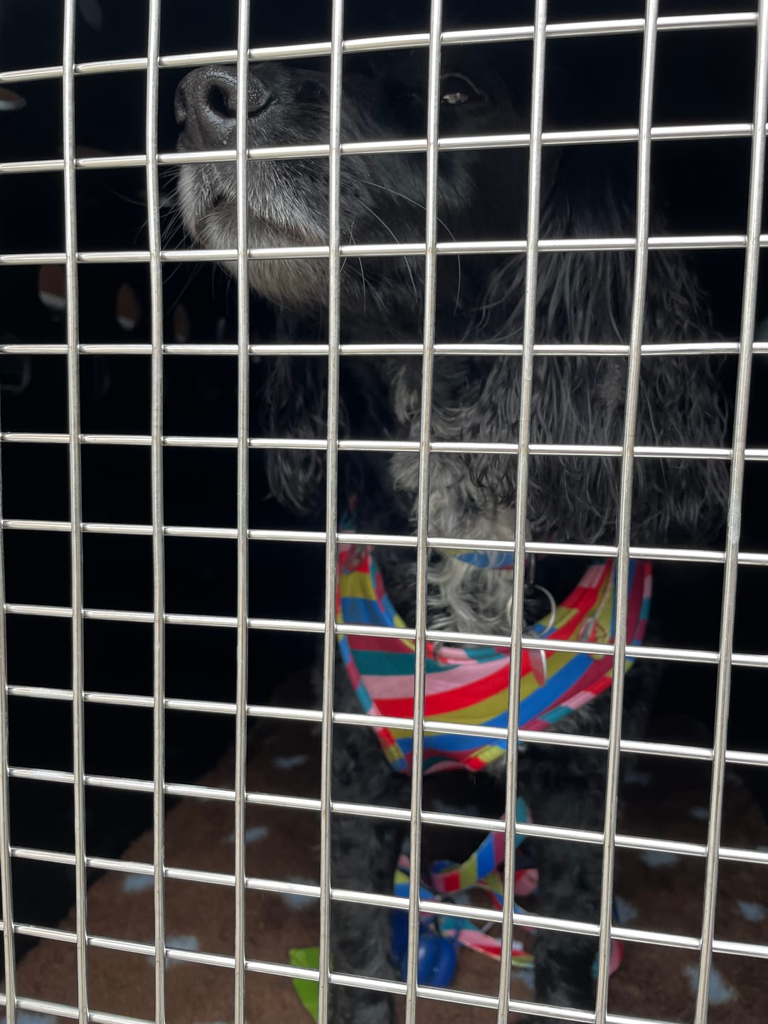 Customer photo review of Dog Van Kit | Peugeot Partner | 2008-Persent |Double stack | DT VS1