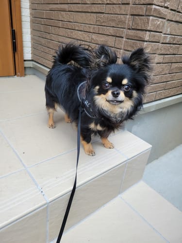 Customer photo review of FunFunPet 高機能ハーネス（お名前タグ作成サービス付き）