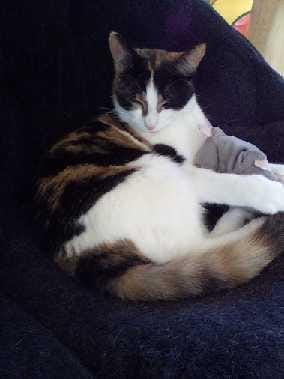 Customer photo review of Cat Calming & Aggression Aid