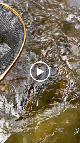 Customer video review of Brookie