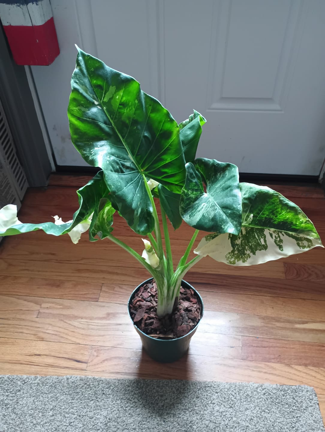 Customer photo review of Alocasia Macrorrhiza Variegata, Collectors Rare And Exotic.
