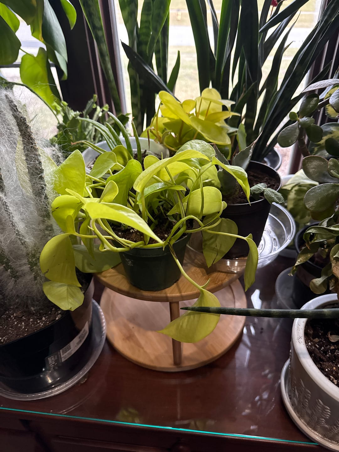 Customer photo review of Philodendron hederaceum 'Lemon Lime'