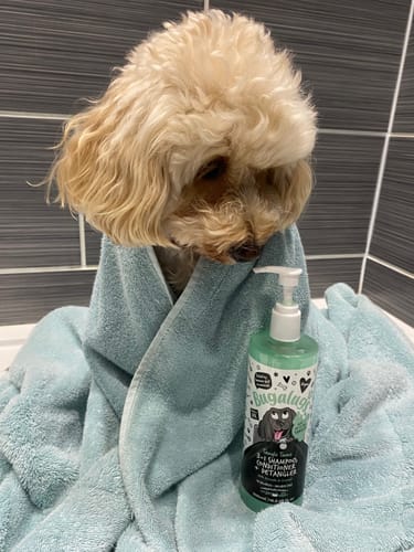 Customer photo review of 3 in 1 Tangle Tame Dog Shampoo, Conditioner & Detangler