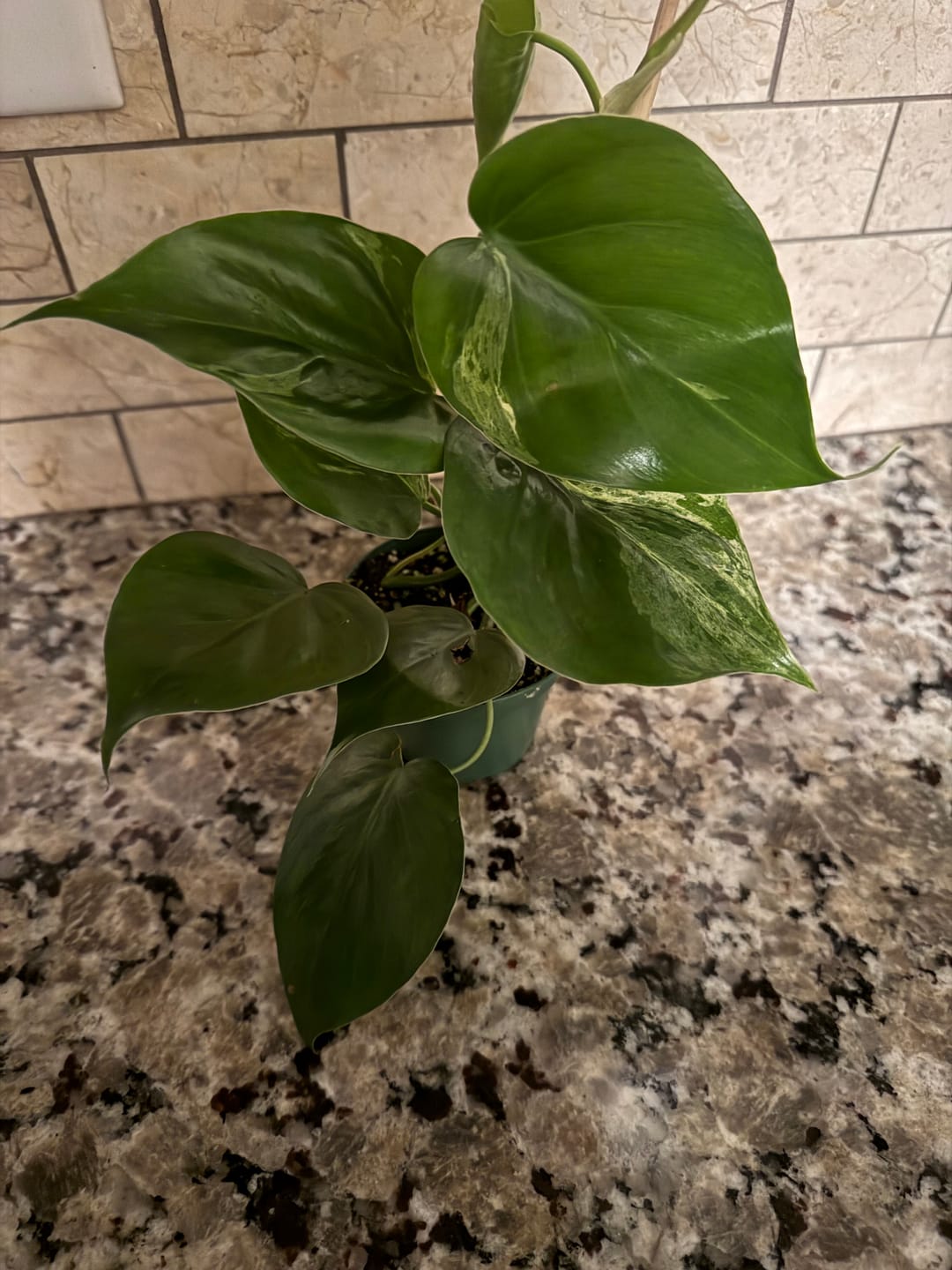 Customer photo review of Philodendron hederaceum variegated