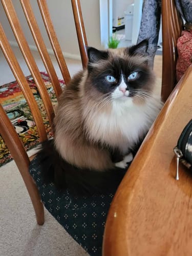 Customer photo review of 3 Month Supply - 1 Cat