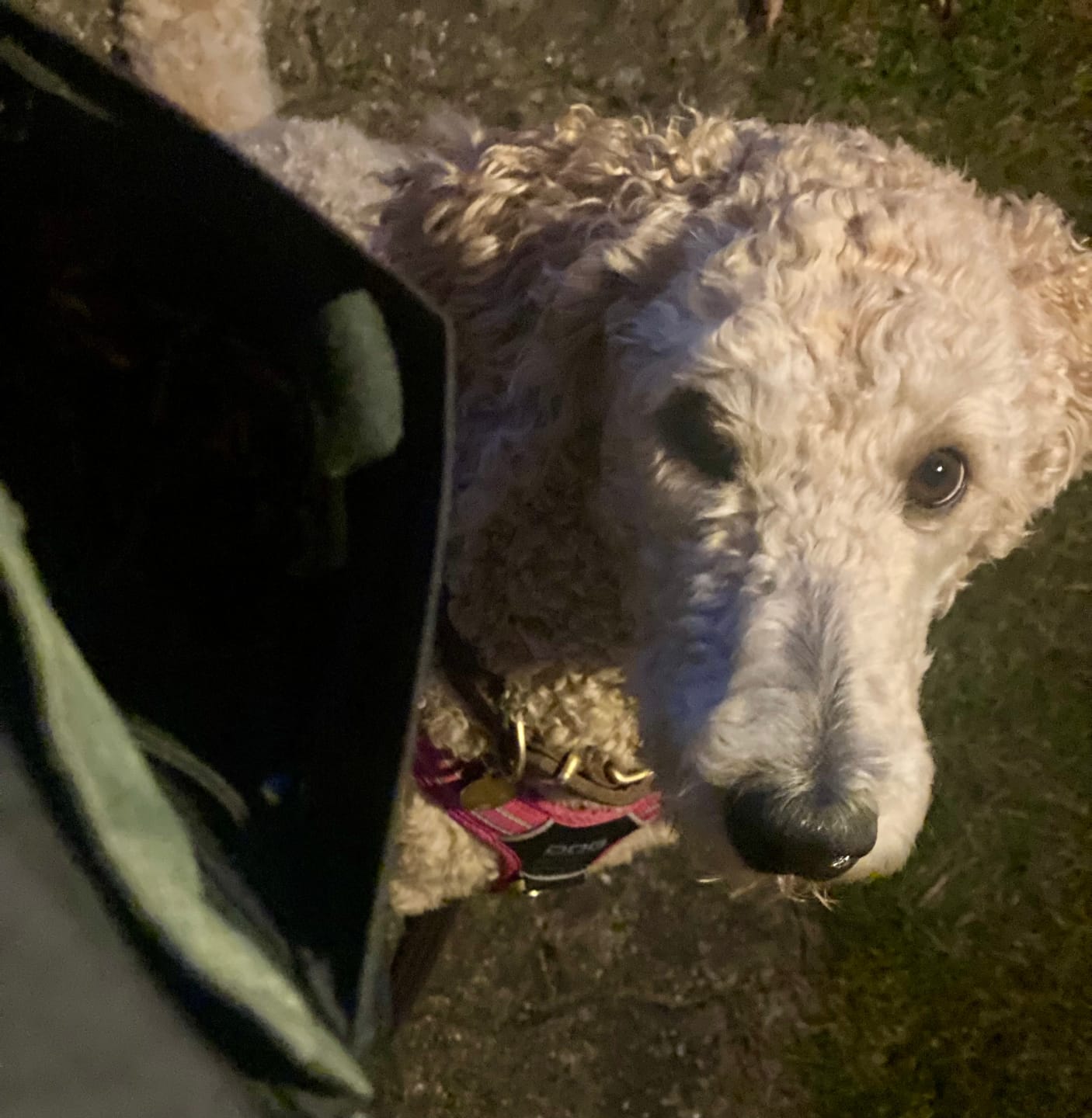 Customer photo review of Pack&Carry Skaljakke | Sort | Amie
