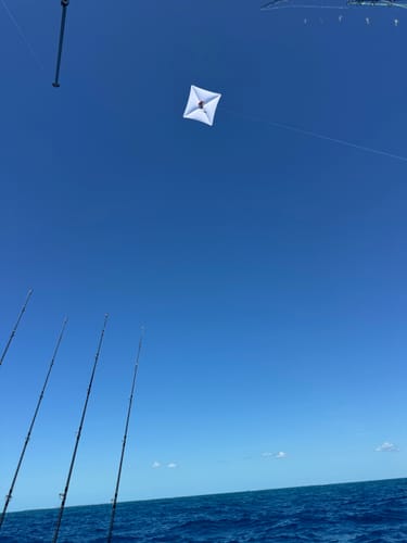 Customer photo review of Tigress Specialty Lite Wind Kite