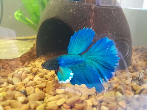 Customer photo review of Dumbo Blue Butterfly Halfmoon Male Betta Fish