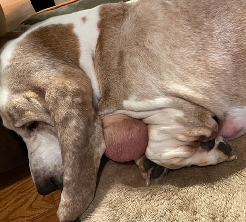 Customer photo review of Petsmont Buddy Guard Large Dog