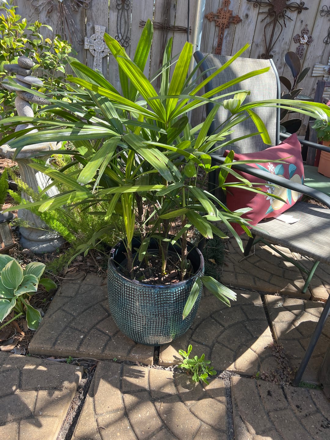 Customer photo review of Lady Palm, Rhapis Excelsa, Indoor Queen Palm