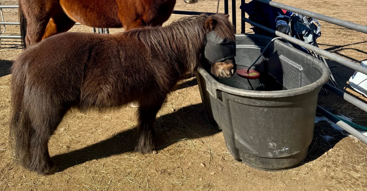 Customer photo review of EquiVizor Fly Mask - Standard